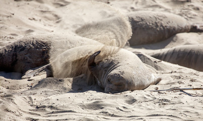 elephant seal during mating season throwing sand
