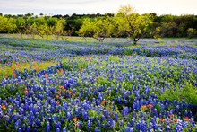Bluebonnets In Texas Hill Country