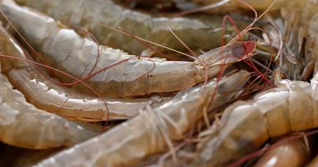 Canvas Print - Raw fresh shrimp