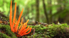 Orange Fungi Growing In Tarkine Rainforest  In Tasmania, Australia