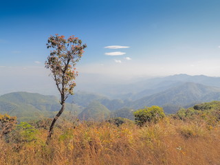 Mountain view of Rhododendron arboreum tree on top hill around with dry grass and blue sky background, top of Doi Ang Khang, Chiang Mai, northern of Thailand.