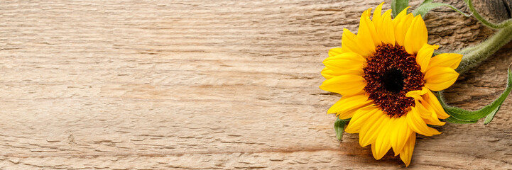 Fotomurales - Single sunflower on wooden background