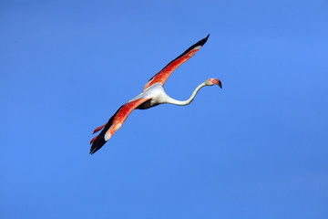 Wall Mural - The greater flamingo (Phoenicopterus roseus) flying throught the sun. Flyin flamingos in the morning.