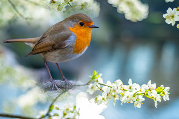 Wall Mural - Red Robin (Erithacus rubecula) bird close up in the spring garden