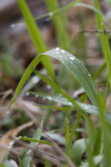 Wall Mural - Dew drops on the grass in the morning time.