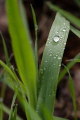 Sticker - Dew drops on the grass in the morning time.