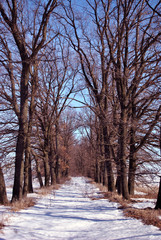 Two lines of oak trees without leaves, road covered with snow, winter landscape, bright blue sky