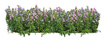 Flower Plant Bush Tree Isolated With Clipping Path On White Background