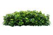 plant bush tree isolated with clipping path