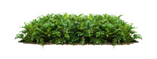 Plant Bush Tree Isolated With Clipping Path