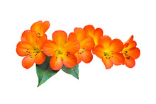 Flower Plant Isolated With Clipping Path