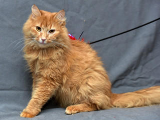 Canvas Print - red fluffy cat on a gray background