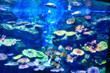 Dieses einzigartige Bild zeigt ein wunderschönes Aquarium mitten im Einkaufszentrum Siam Paragon. Das Foto wurde im Sea Life Aquarium in Bangkok aufgenommen