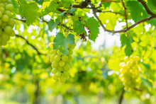 Bunch Of White Grapes Growing In Vineyard