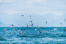 Flying Seagull On Sea Of Okhotsk,russia
