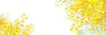 Spring Mimosa Flowers On White Background. Spring Season Concept.  Fluffy Yellow Mimosa, Symbol Of 8 March, Happy Women's Day. Copy Space. Banner