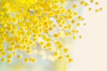 Wall Mural - spring gentle composition with Mimosa flowers. Mimosa on white background, concept of spring season. symbol of 8 March, happy women's day. 