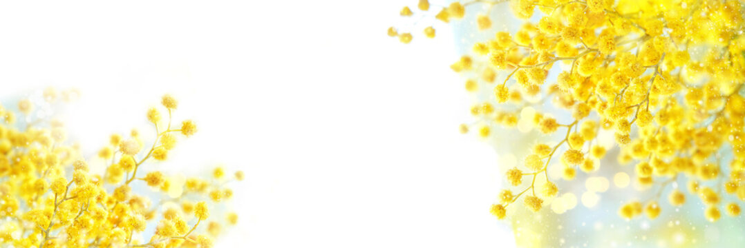 spring mimosa flowers on white background. spring season concept. fluffy yellow mimosa, symbol of 8 