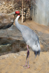 Wall Mural - Sarus crane. This is the largest representative of the family of cranes. Plumage is bluish-grey. The head and part of the neck is covered with red skin. Lives in the South of Asia — mainly in India, a