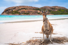 Kangaroo Family In Lucky Bay