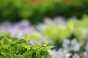 Wall Mural - the flower bed at the Government House