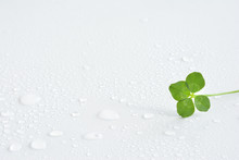 Four Leaf Clover With Water Drops