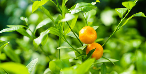 branch with tangerines in the garden on a green background