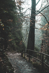 Wall Mural - Path leading through a forest covered in fog. Long trees hidden by mist creating a moody atmosphere.