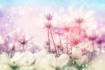 Wall Mural - cosmos flowers in bokeh texture soft blur for background with pastel sttyle.