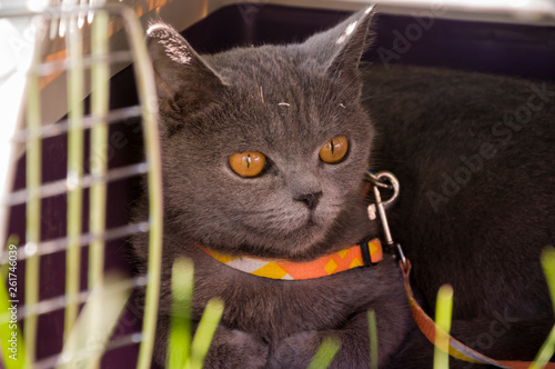 British Shorthair Cat Of Grey Color Is Looking Buy This Stock