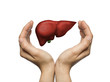 A human liver between two palms of a woman on white isolated background. The concept of a healthy liver.