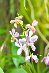 Wall Mural - White orchid blooming in the garden.