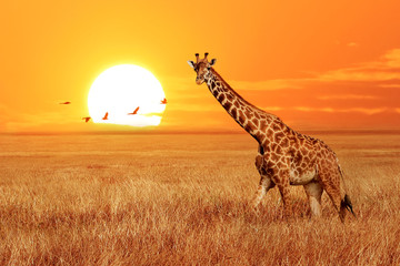Wall Mural - lonely giraffe at sunset in the serengeti national park. tanzania. wild nature of africa. african ar
