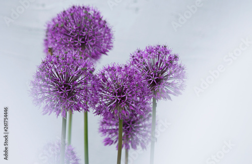 Dekoracja na wymiar  fioletowe-kwiaty-i-fioletowe-tlo