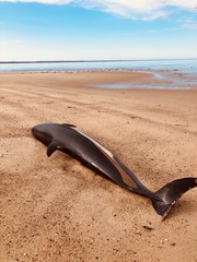 Dead Dolphin on Cape Cod