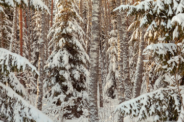 Winter forest landscape