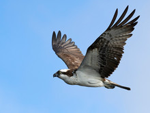 Osprey (Pandion Haliaetus)