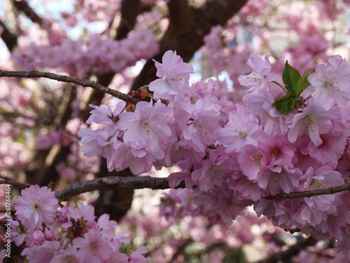 Cerisier à Fleurs Du Japon Kanzan Prunus Serrulata à