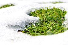 Spring Time Concept - Melting Snow And Growing Green Grass On A Sunny Day In Close-up