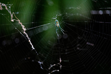 spider on web