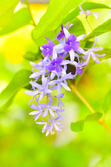 Wall Mural - Purple Wreath blooming in the garden.