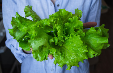 Fresh lettuce leaves in female hands. Close-up