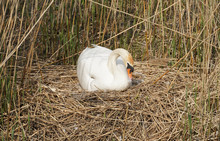 A White Swan Sitting On A Nest And Resting, Breeding Several Eggs