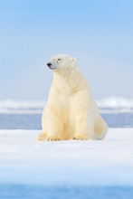 Dangerous Bear Sitting On The Ice, Beautiful Blue Sky. Polar Bear On Drift Ice Edge With Snow And Water In Norway Sea. White Animal In The Nature Habitat, Europe. Wildlife Scene From Nature.