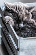 Sweet gray kitten sleeping in a wooden case.