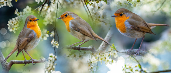 Wall Mural - Red Robin (Erithacus rubecula) birds close up in the spring garden