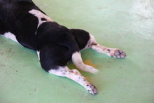 Black White Dog Enjoy Sleep On Cement Floor