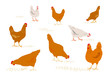 Color graphic set, collection, drawn rural hens or chickens, walking in differents poses, pecking grain. Vector illustration, isolated on white background.
