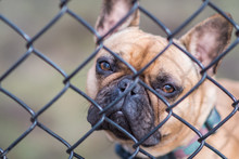 French Bulldog Looks Through Wire Fence At Animal Shelter