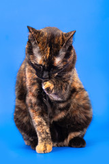 Wall Mural - Black and red tortoiseshell cat on a blue background